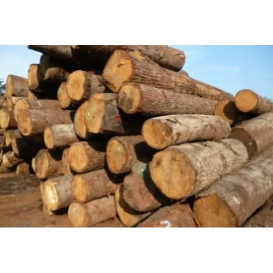 Gỗ sồi tròn (Oak logs)