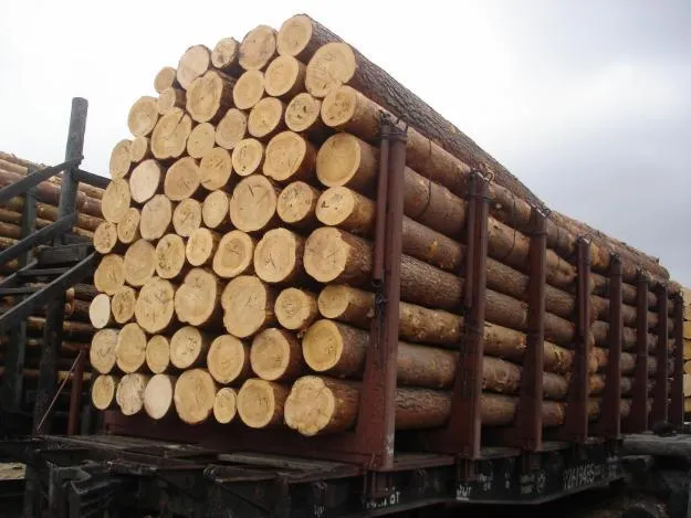 Gỗ tấm thông (Pine)